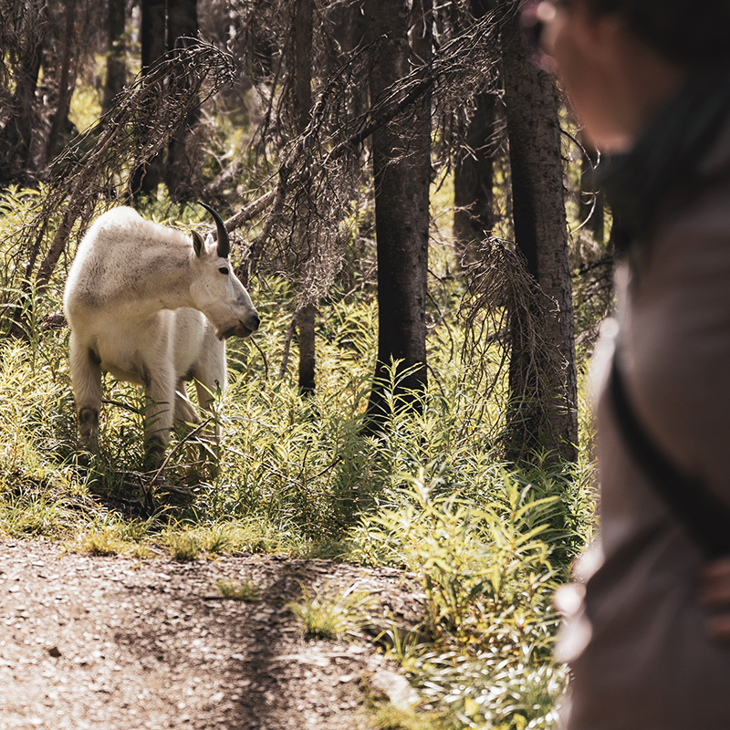 Hiker looks back at mountain goat on trail head